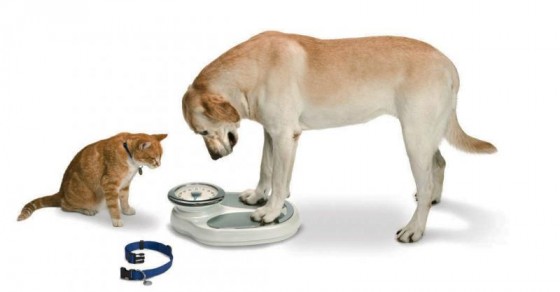 pet weight management in truro